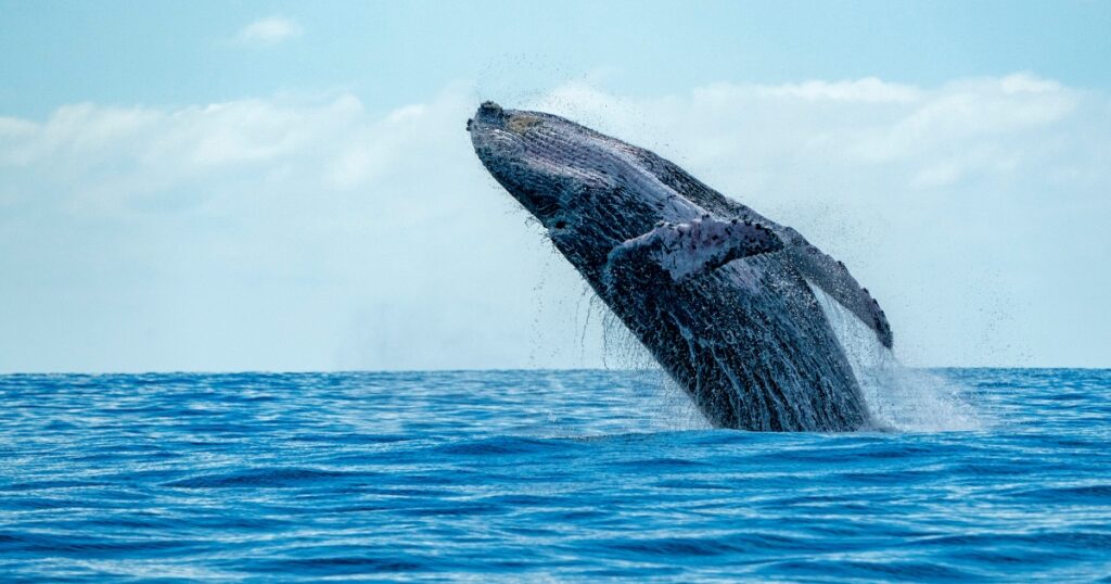 Whale out of water in Sri Lanka