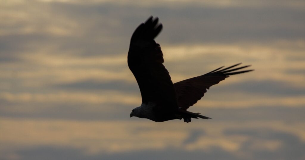 Muthurajawela Marsh eagle