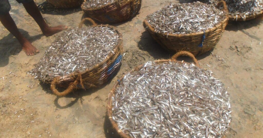 Fish market negombo