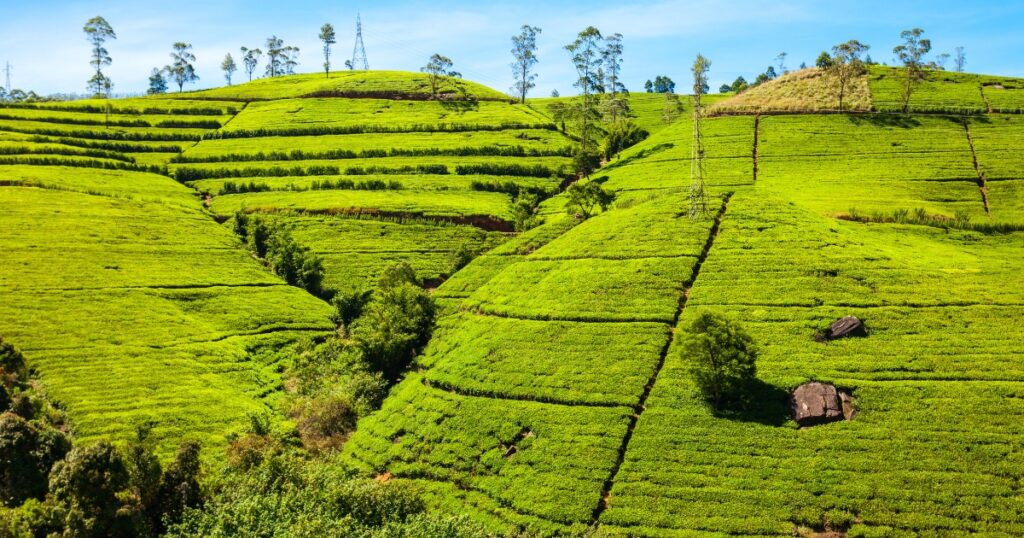 Nuwara eliya in sri lanka,tea plantation