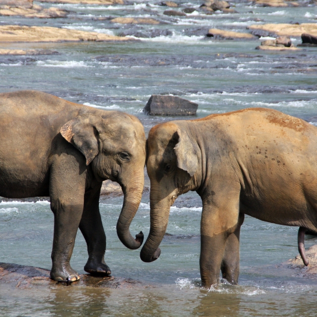 Sri lanka elephants