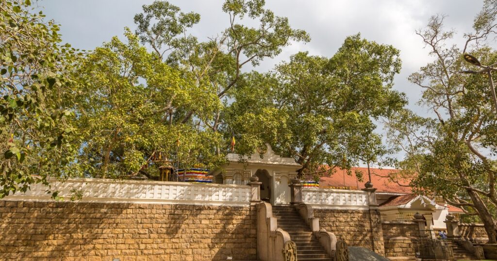 Sri Maha Bodhi tree where buddha reached enlightenment in Anuradhapura.