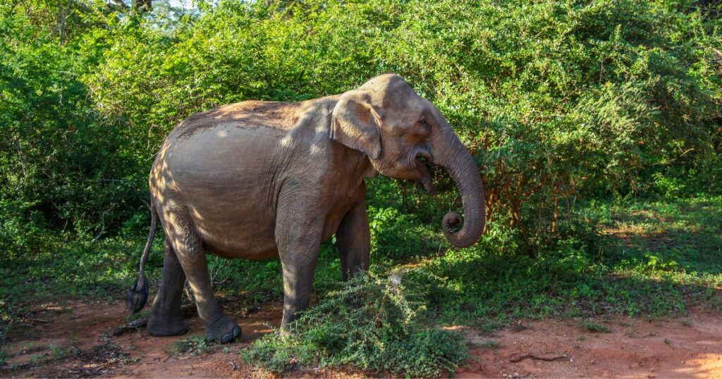 A Elephant in Yala