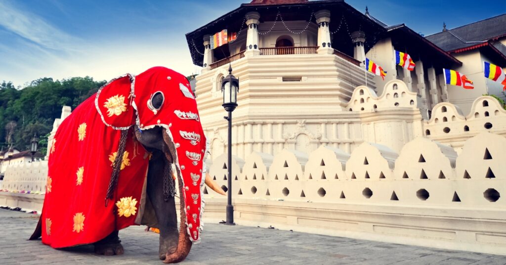 Elephant in front of Temple of tooth relic