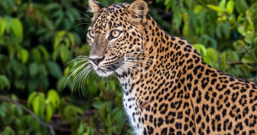 Wilpattu sri lanka leopard