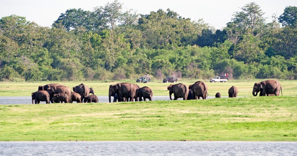 minneriya national park elephants