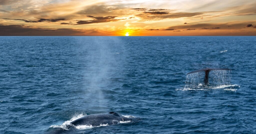 Whales in mirissa during sunset