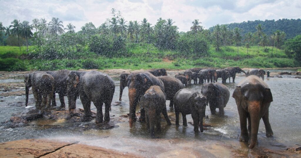 elephant orphanage sri lanka