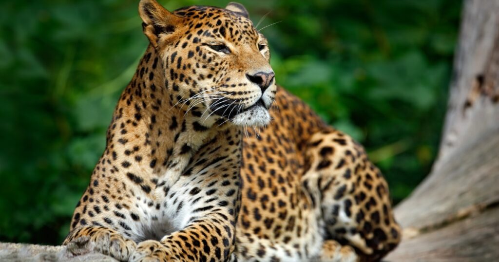 Sri lankan Leopord resting on a tree branch in yala national park