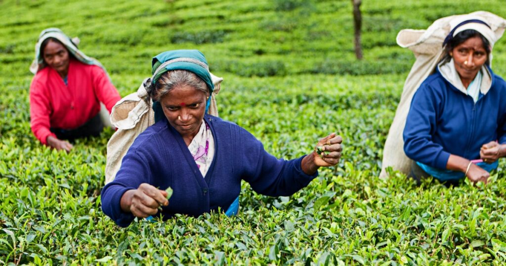 Tamil tea pluckers