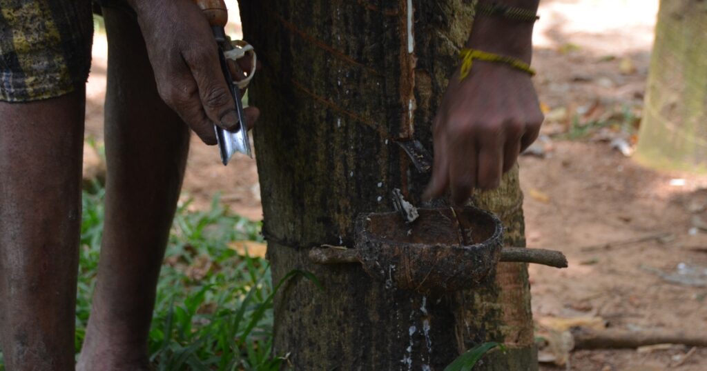 rubber tree