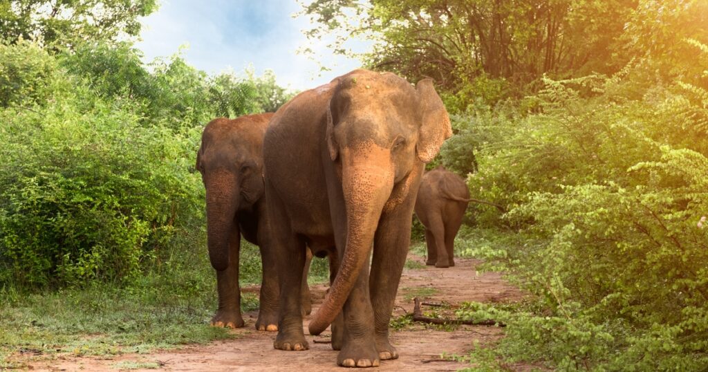 udawalawe elephant