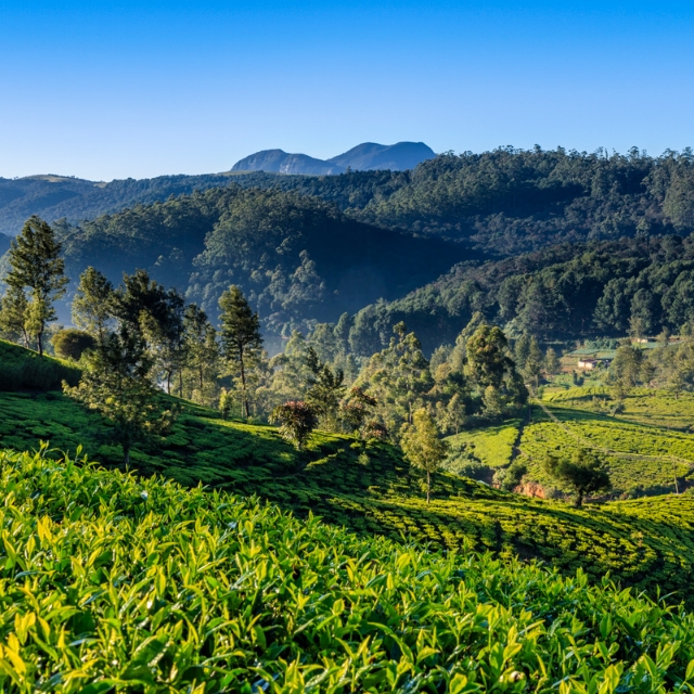 Nuwara Eliya