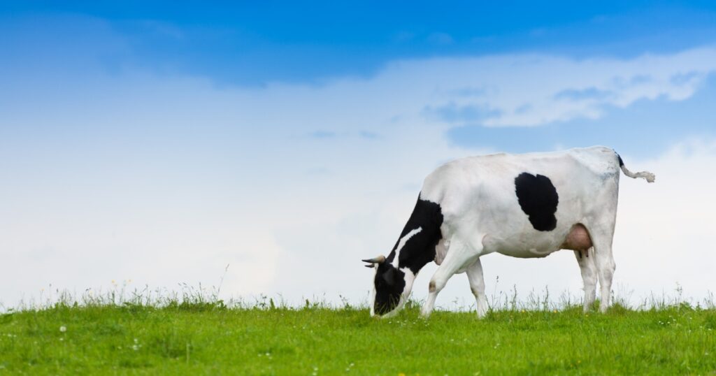 Ambewala cow