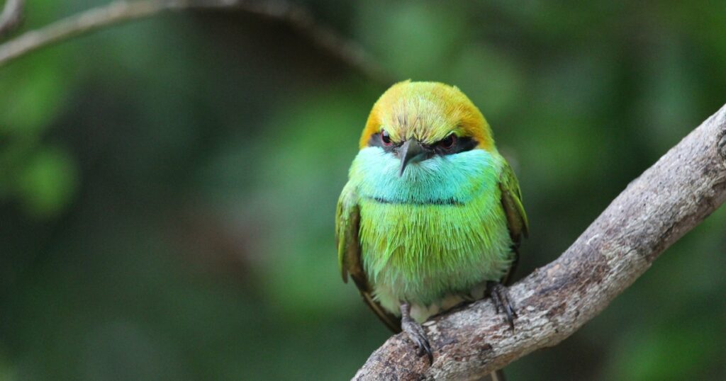 Bee eater