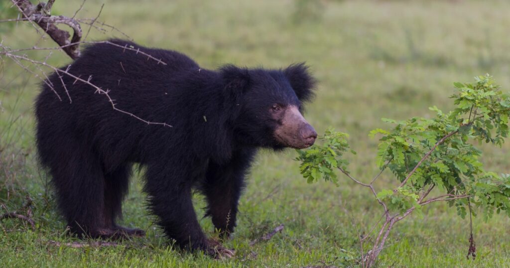 sloth bear