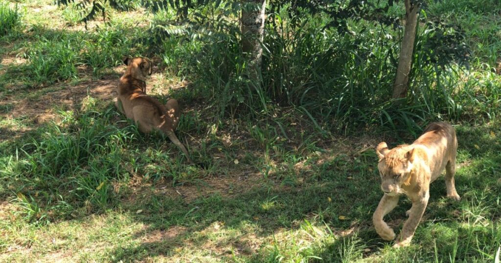 lions in ridiyagama