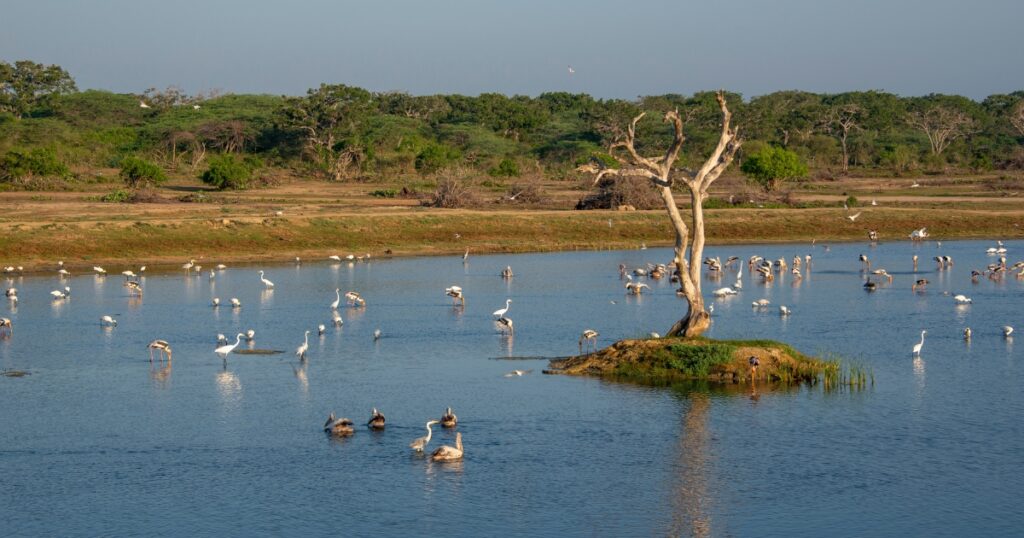 bundala national park