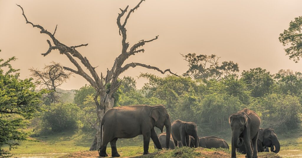 Elephants in heard in small pond