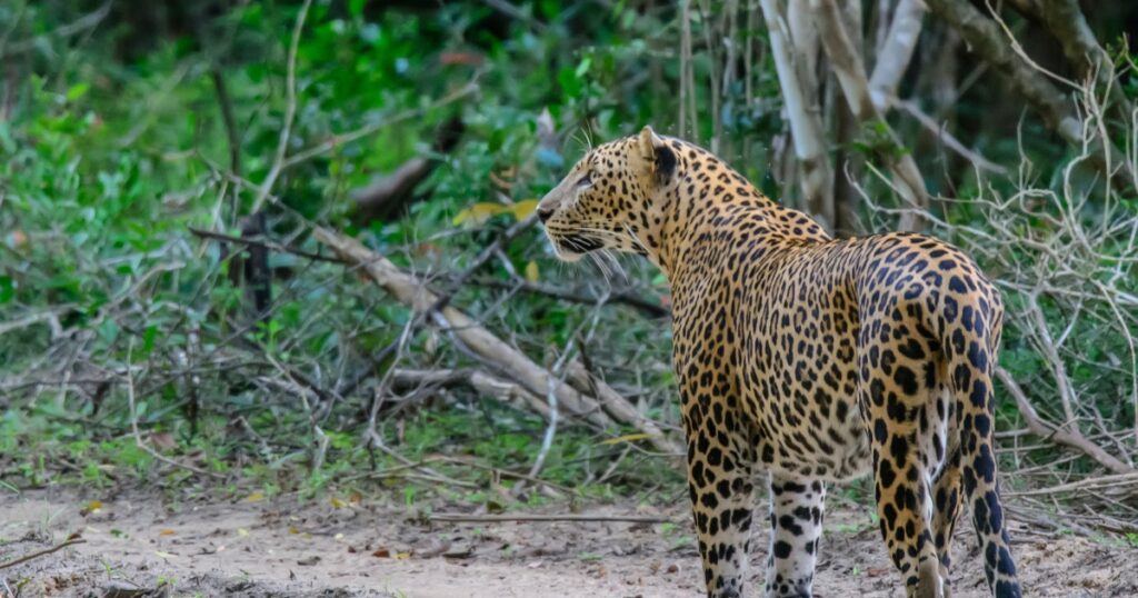 leopard road in yala 