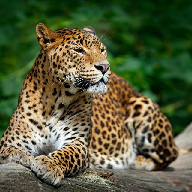 leopard on tree