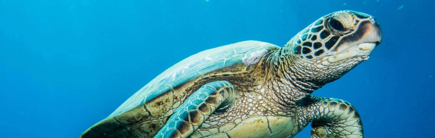 sea-turtle-conversion