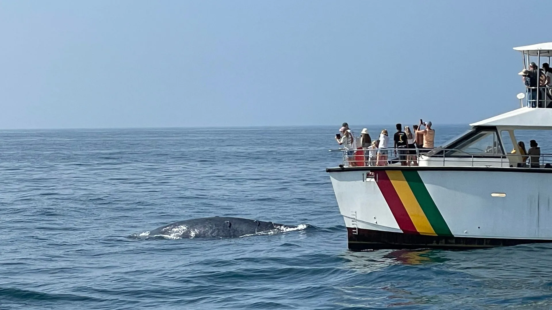 watching whale on boat