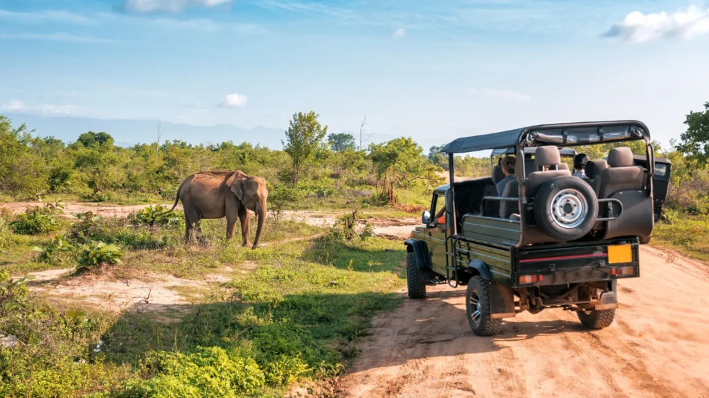 yala elephant