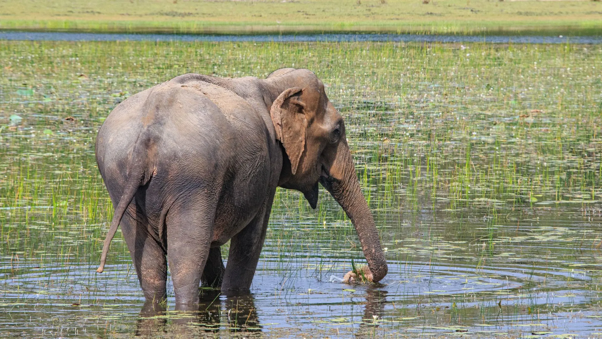 Wilpattu