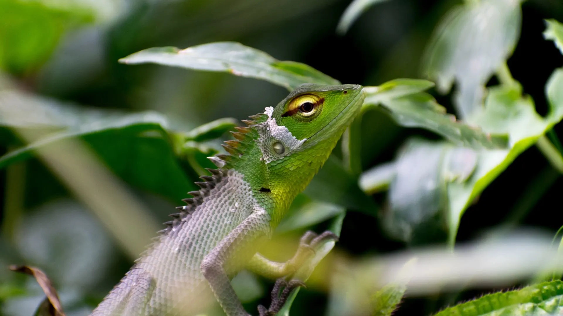 sinharaja wildlife