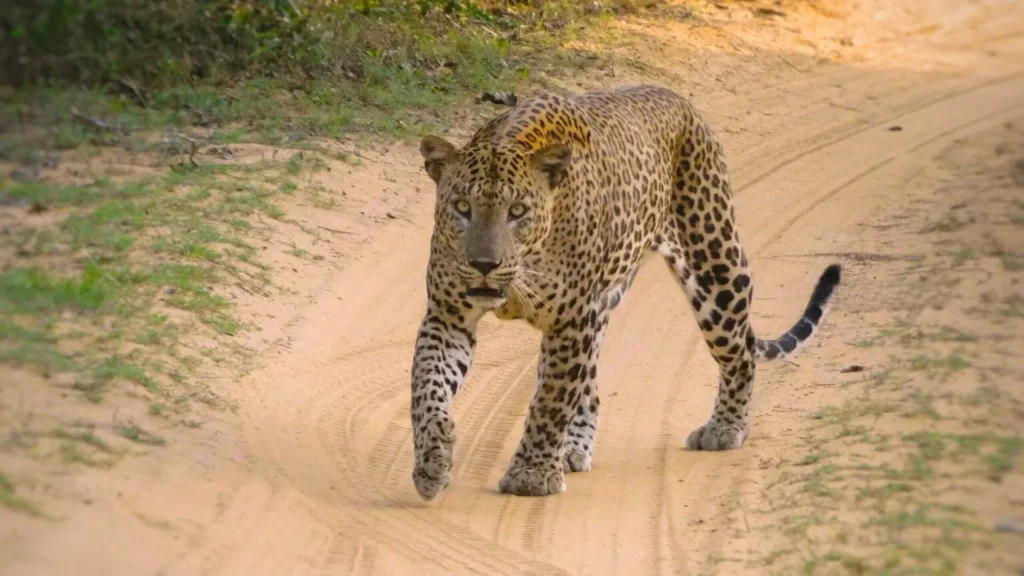 Premier Tours 3 wilpattu leopard on track