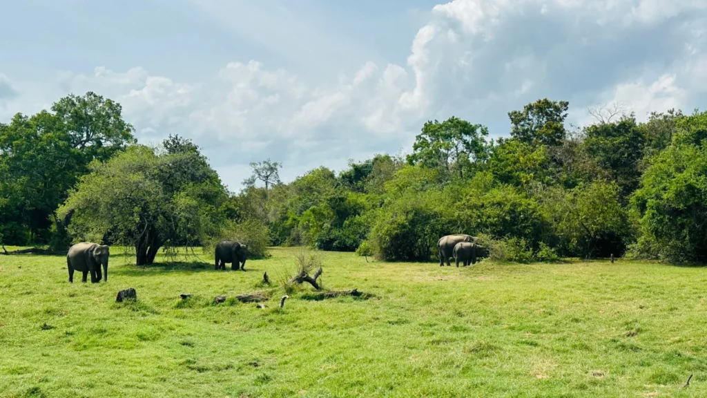 kaudulla safari elephants 3