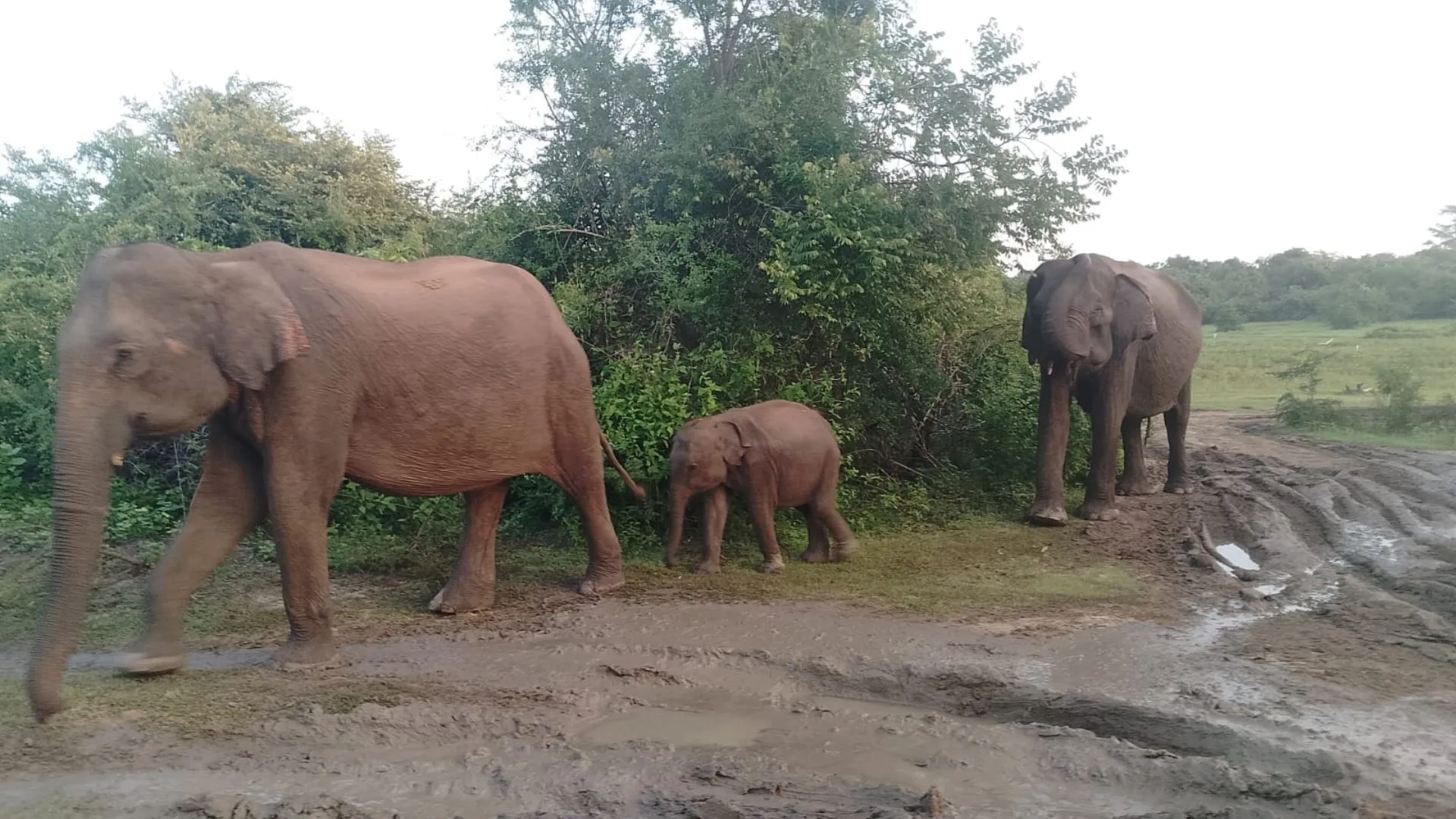 SL Voyo Udawalawe Safari
