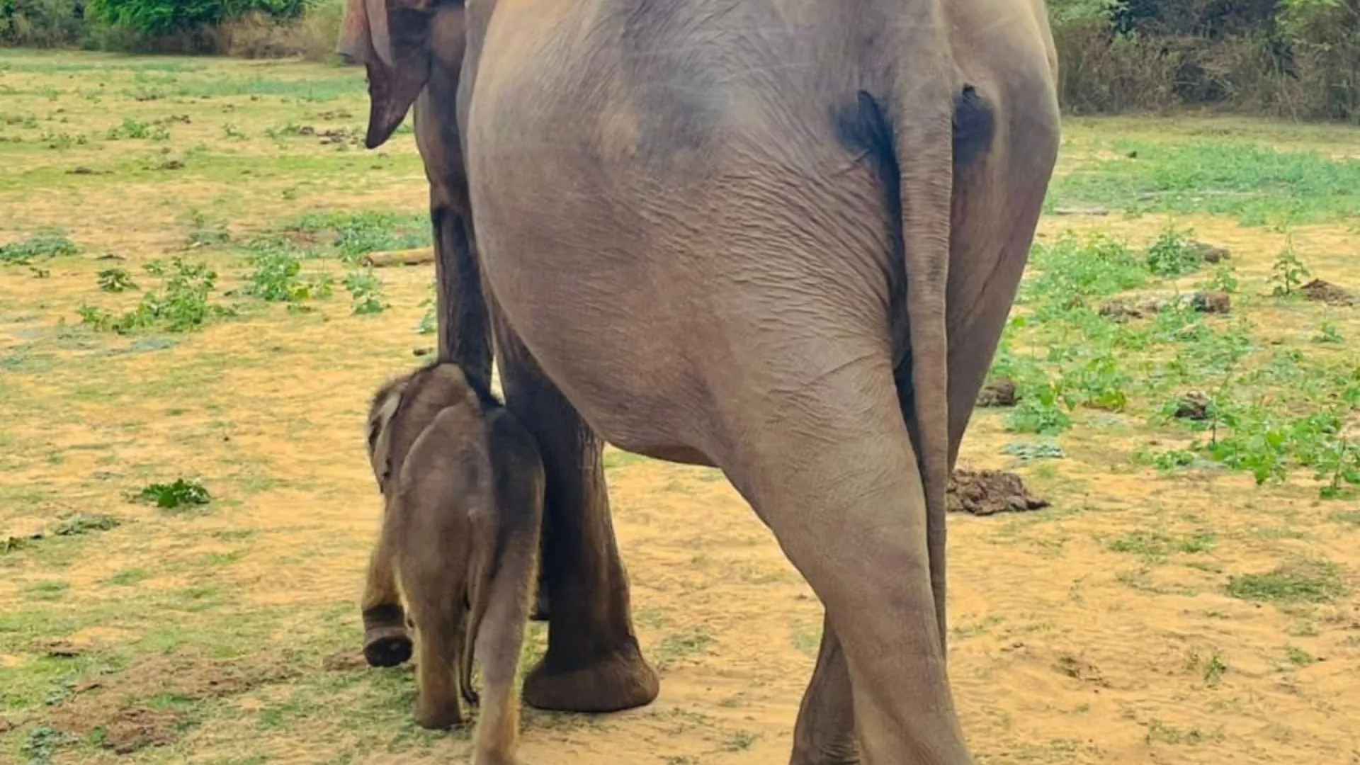 SL Voyo Udawalawe baby Elephant