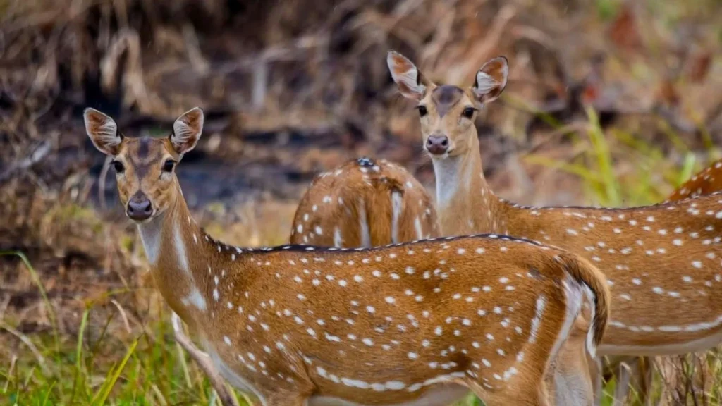 Premier Tours 9 SL Voyo Udawalawe Deer