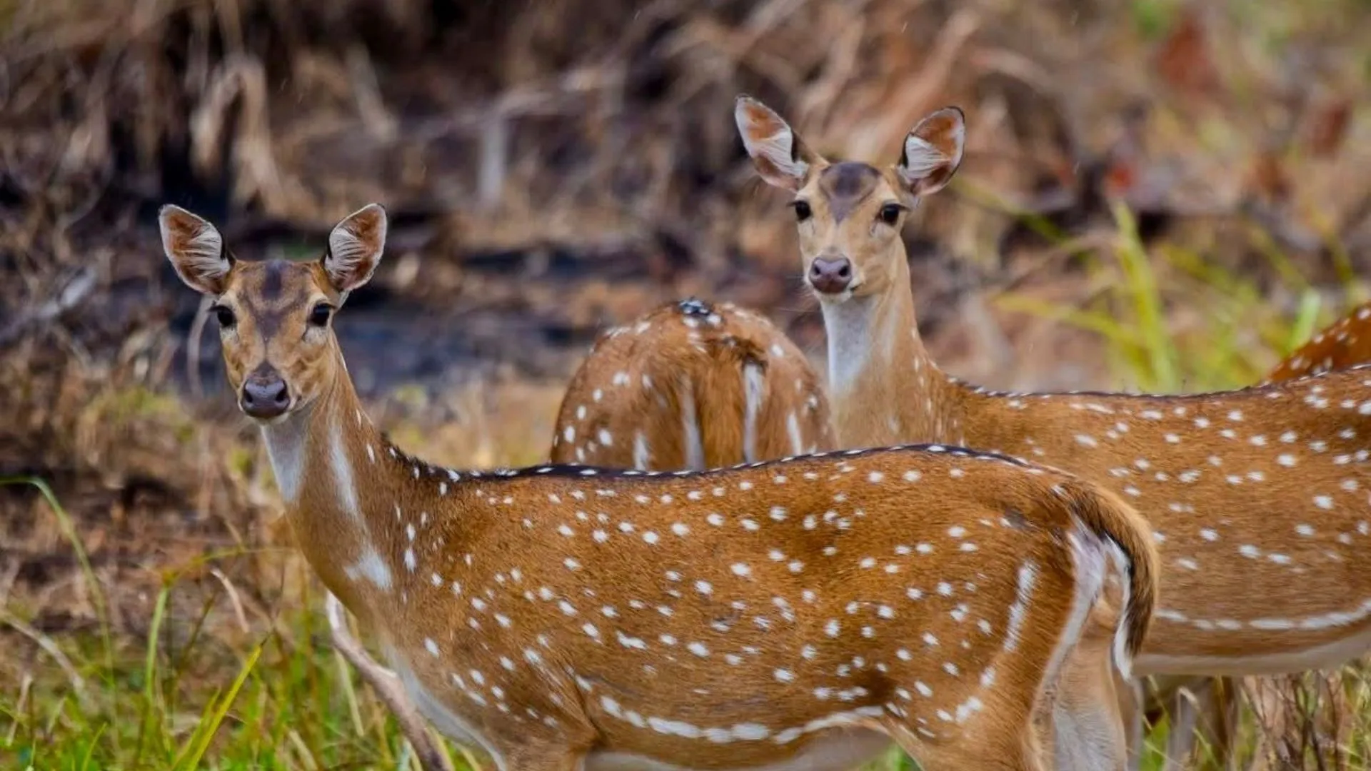 SL Voyo Udawalawe Deer