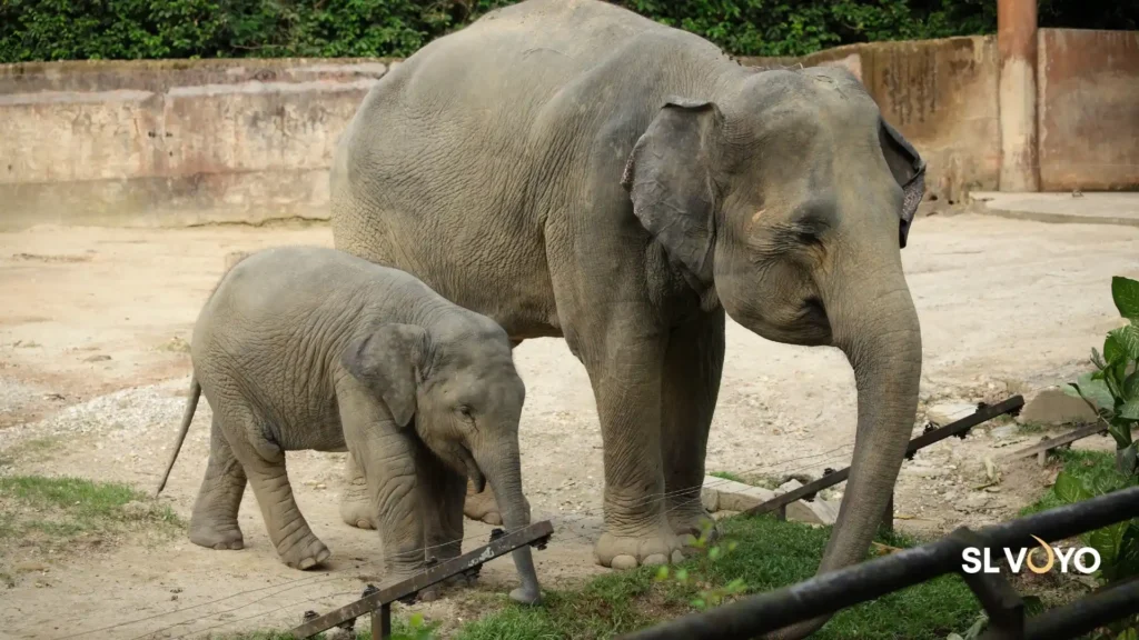 Dehiwala Zoo Colombo – Sri Lanka’s largest zoological garden