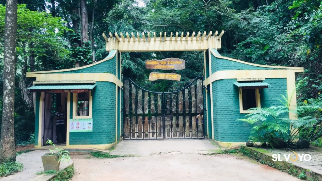 Udawaththa Kele Kandy 04