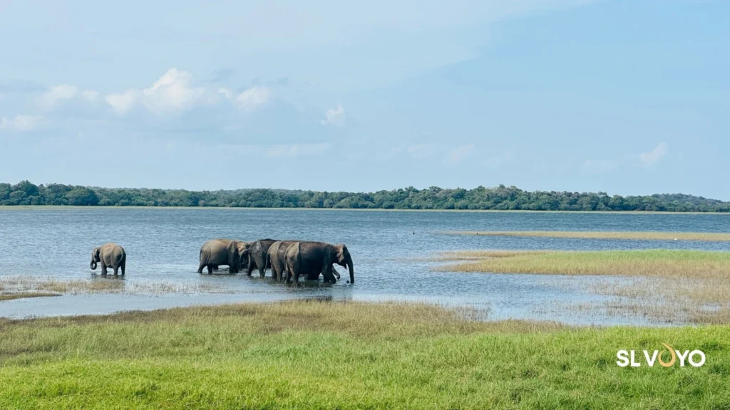 Habarana town surrounded by forests and lakes in Sri Lanka’s Cultural Triangle