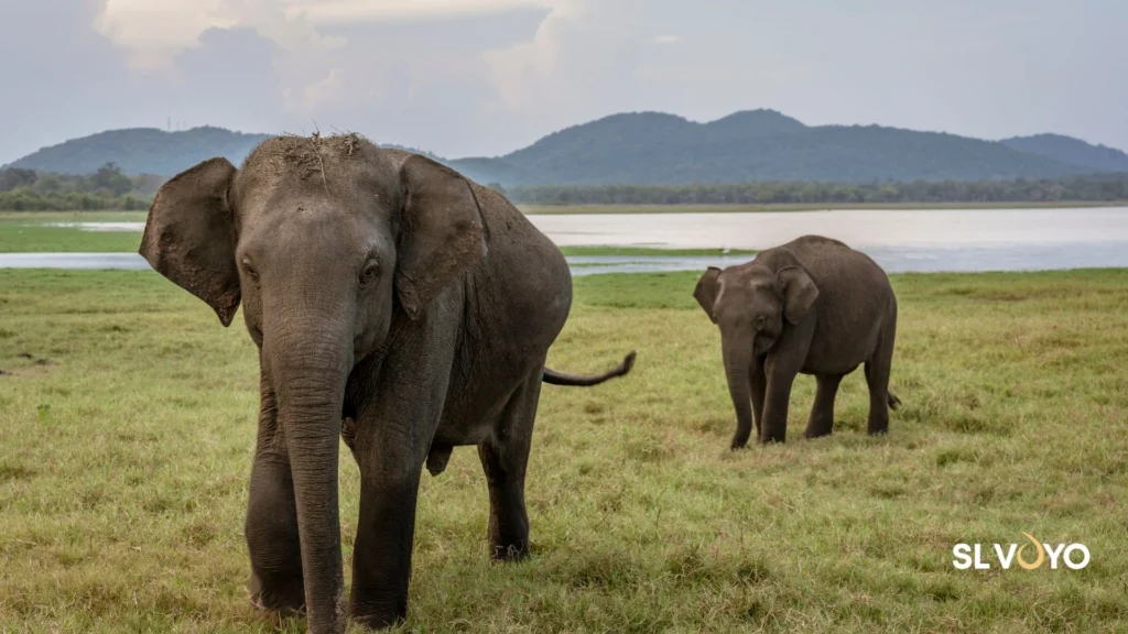 Elephants roaming freely in Kaudulla National Park near Habarana