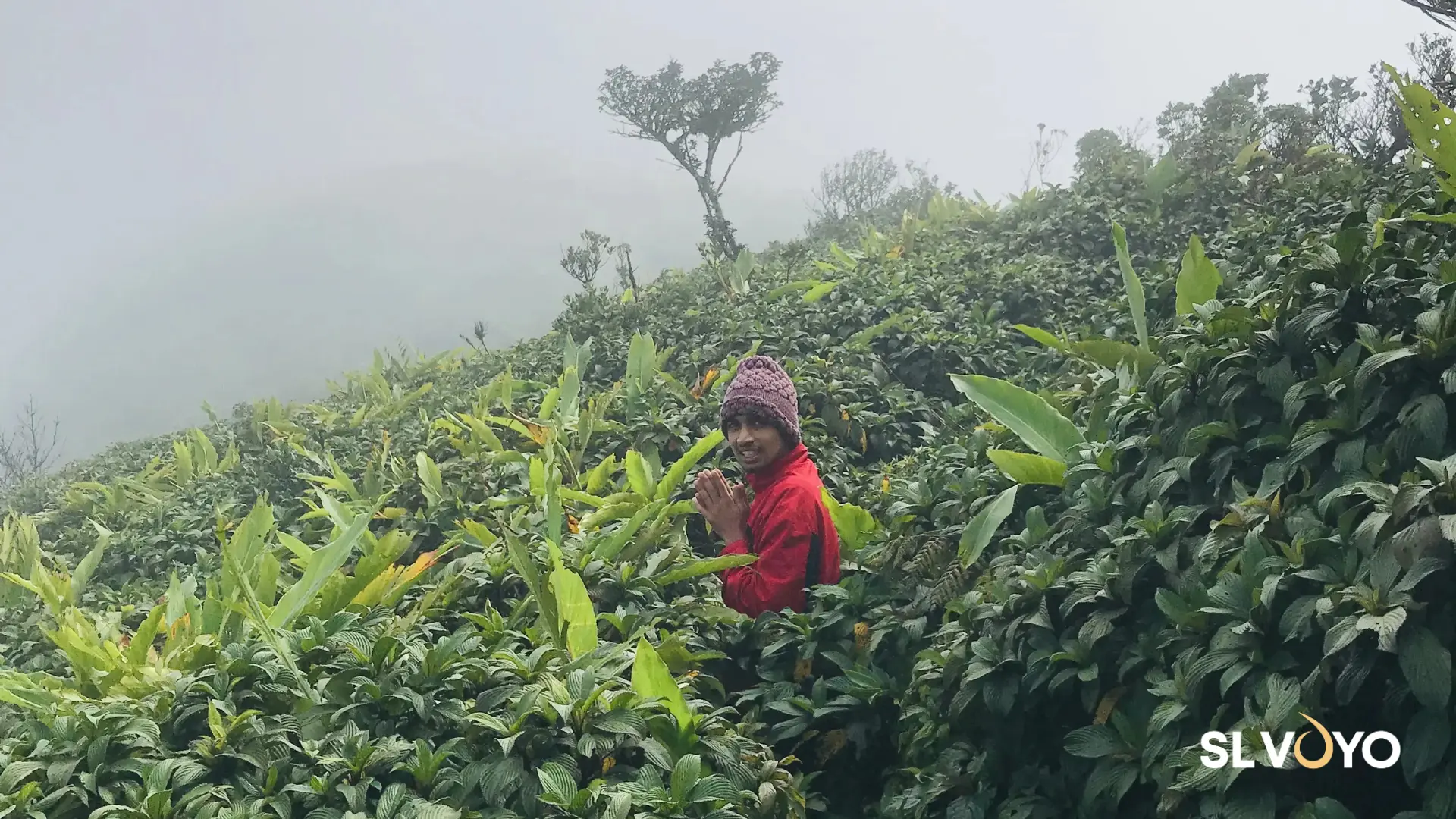 knuckles Five Peaks Summit Tea Leaves