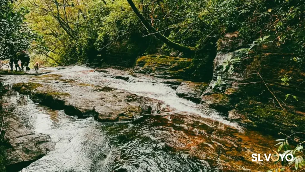 Clear forest stream along the Kotaganga Waterfalls trekking route