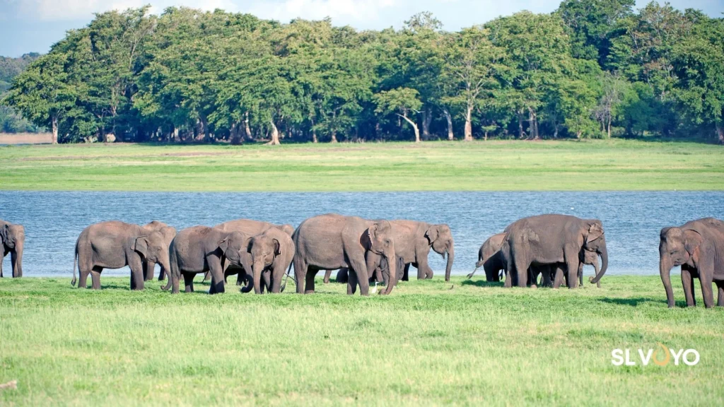 Wild elephants gathering at Minneriya National Park near Habarana