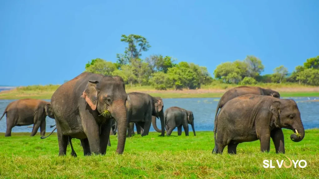 Wilpattu National Park safari with wildlife and natural lakes