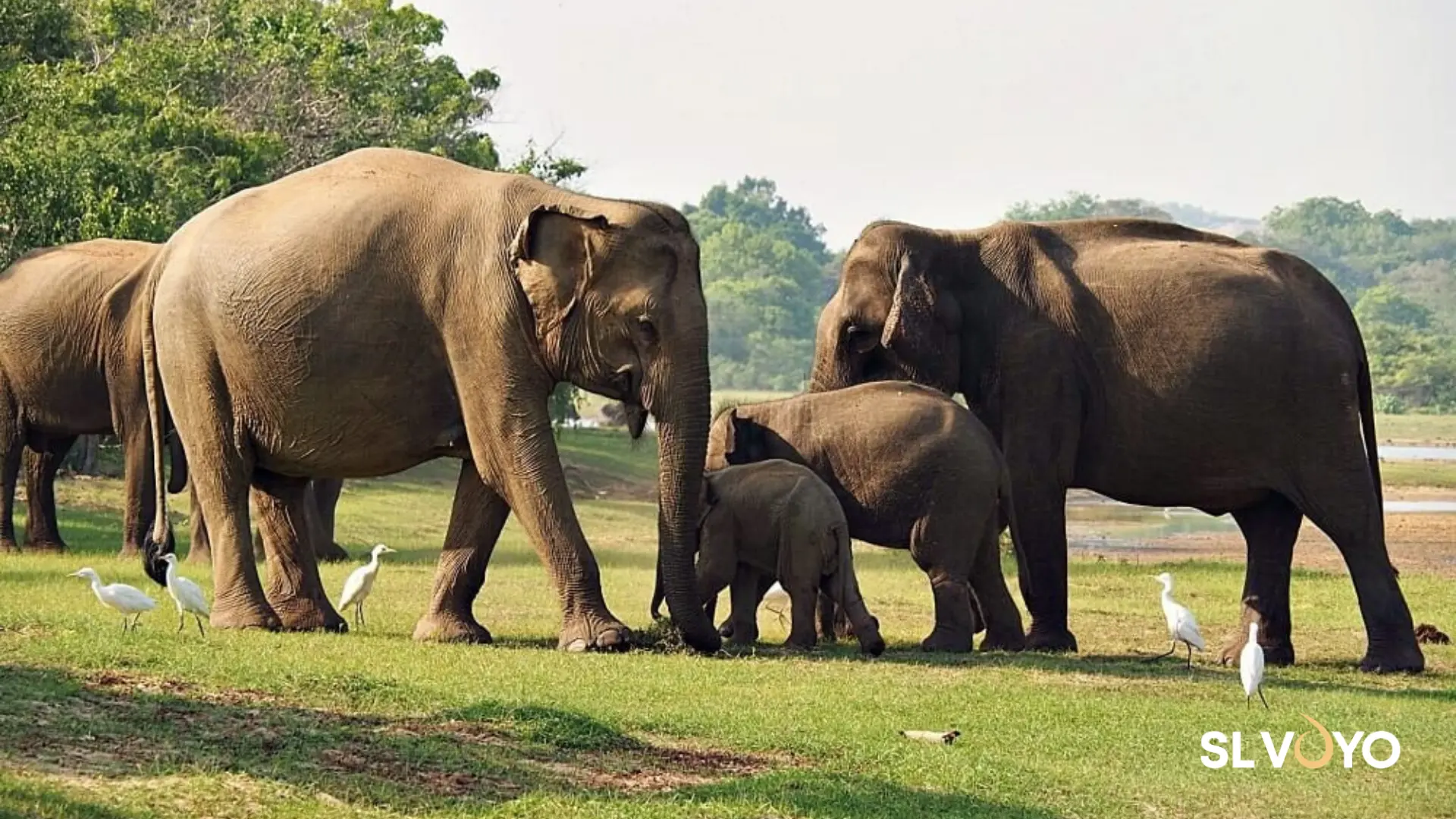 Sri Lankan elephant seen during a safari in Yala National Park