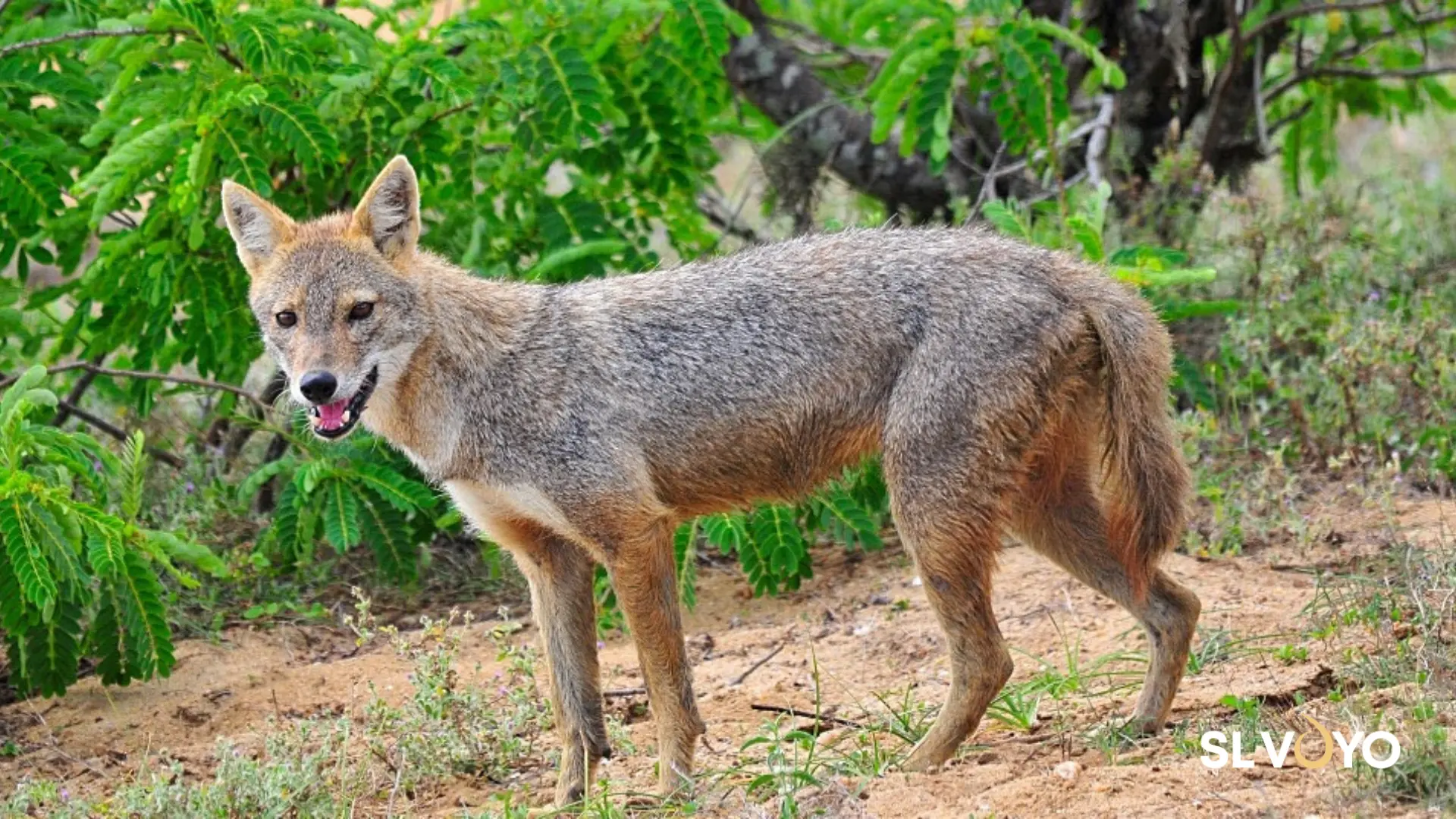 Fox (Golden Jackal) in Yala National Park