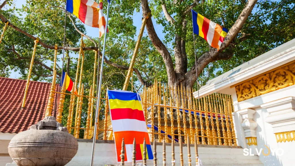 Jaya Sri Maha Bodhi sacred fig tree in Anuradhapura