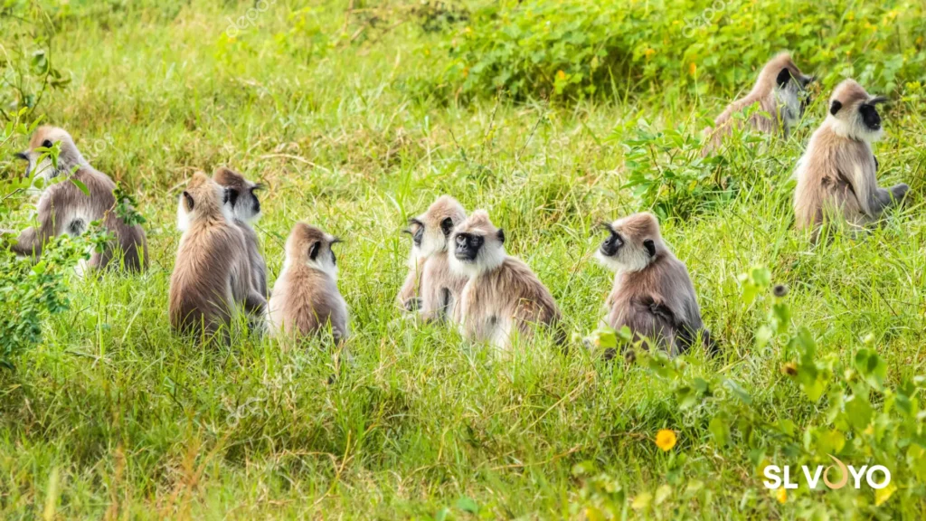 langur monkeys yala