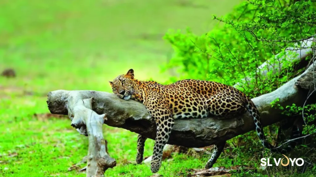Sri Lankan leopard spotted in Yala National Park safari