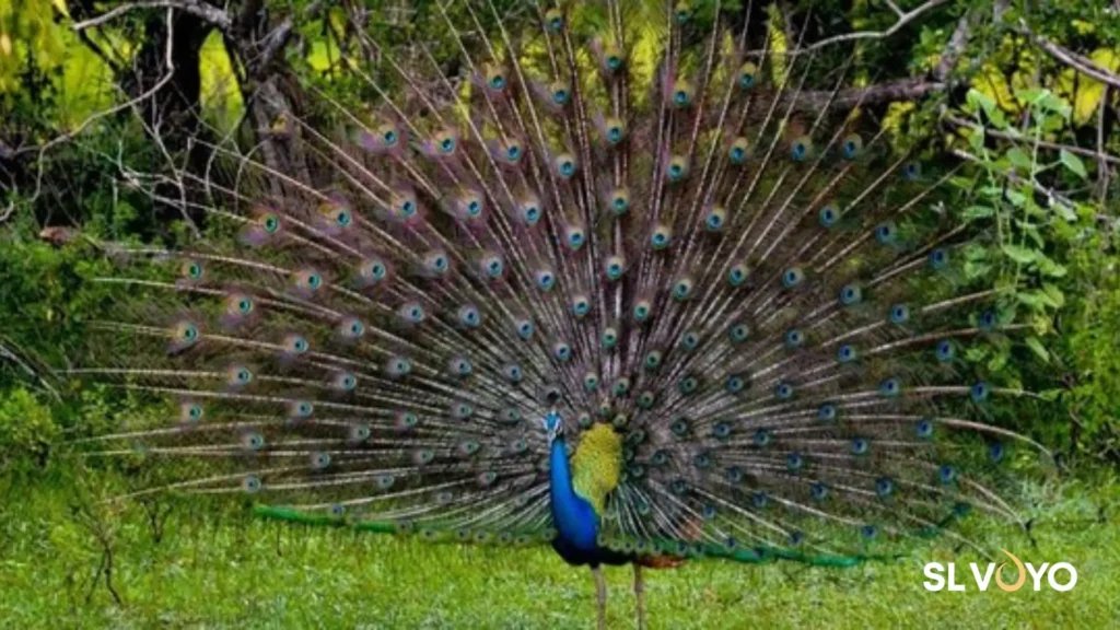 Peacock displaying feathers in Yala National Park
